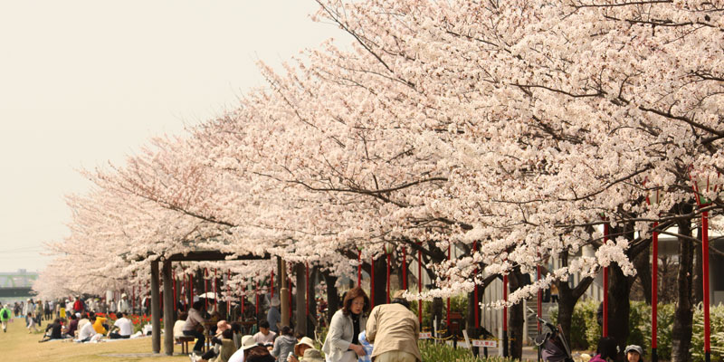 桜が満開になったやすらぎ提左岸と花見を楽しむ市民
